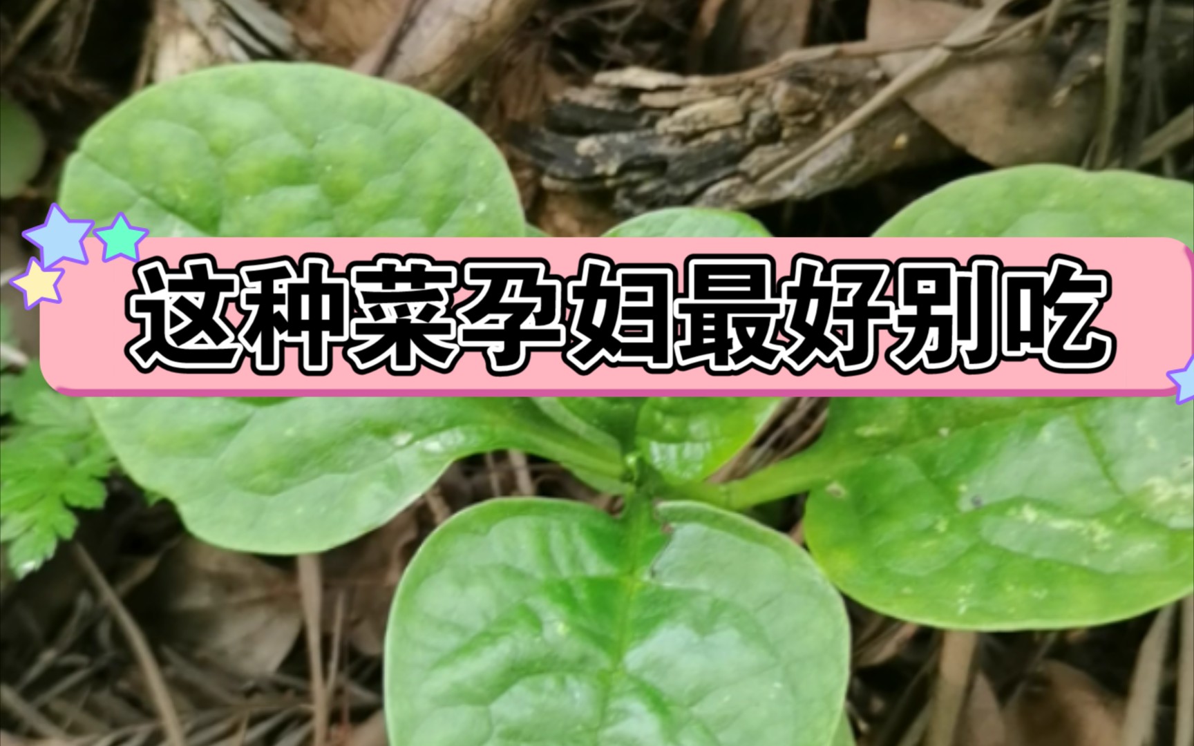 清热去湿的大耳菜也叫潺菜你吃过吗营养价值高焯水蒜头炒就可以了孕妇