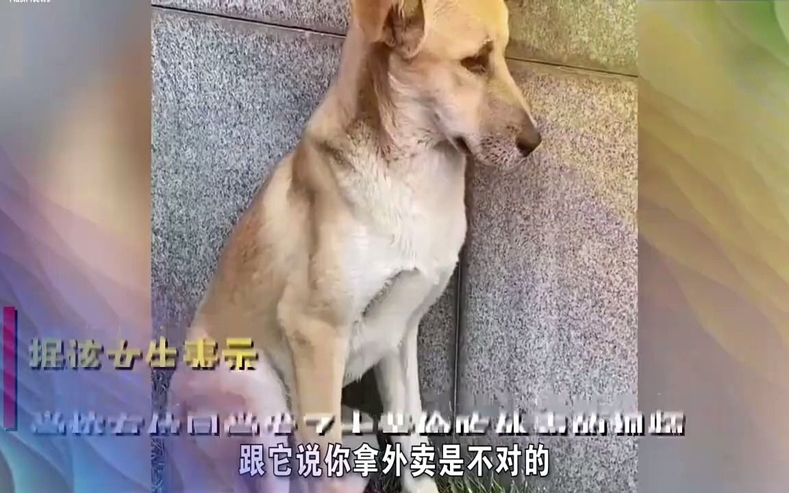 狗发抖表情包图片