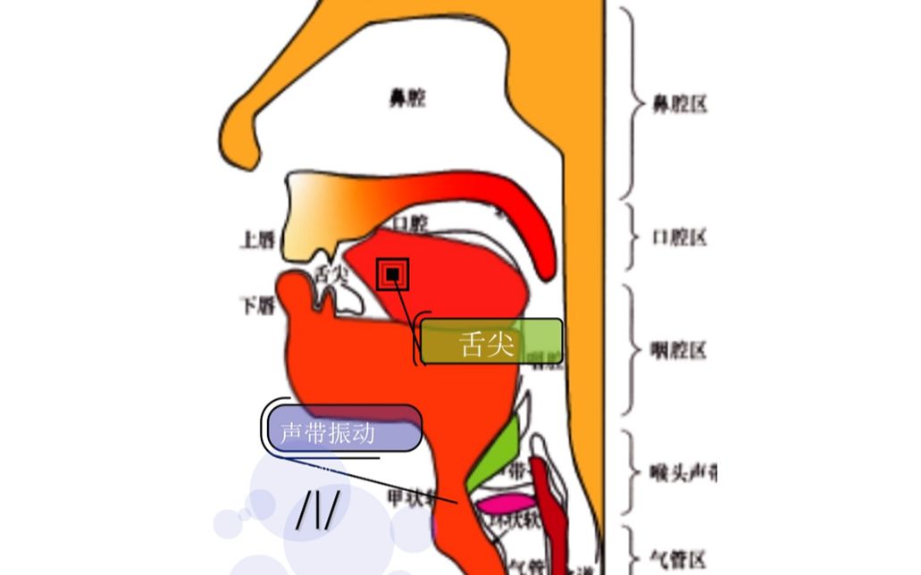 上齿龈位置图图片