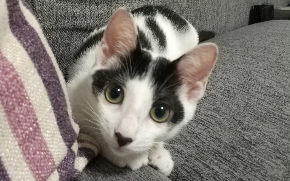 【喵】~观察喵~阿米的日常