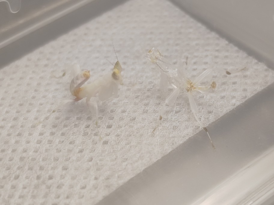 兰花螳螂成功蜕皮进4龄