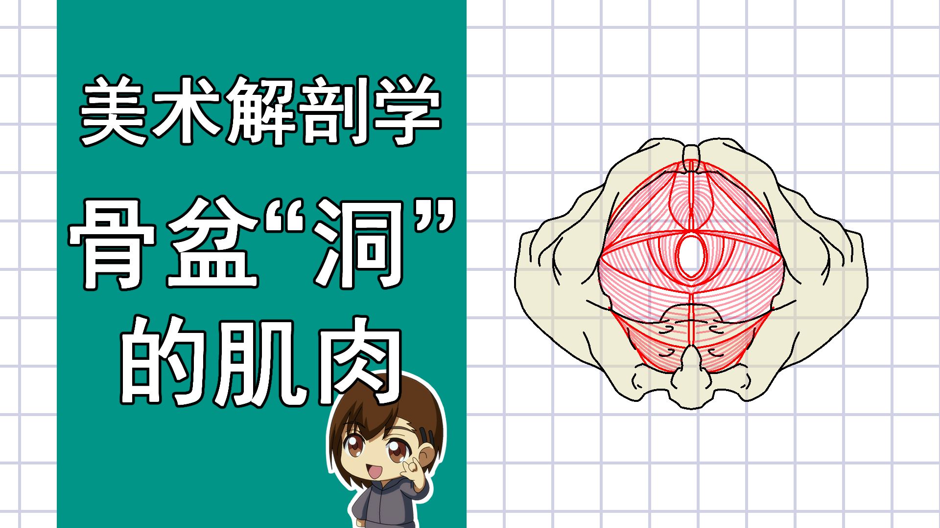 美术解剖学-53-科普-骨盆“洞”的肌肉