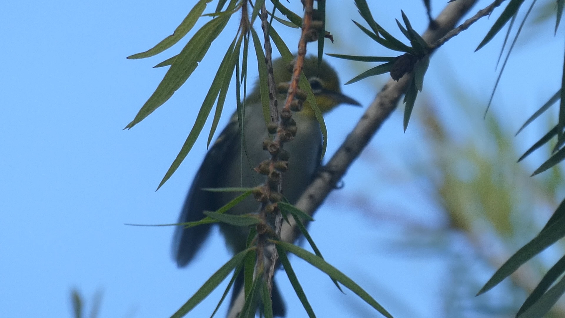 绣眼幼鸟,已经很大只了,还要妈妈喂!