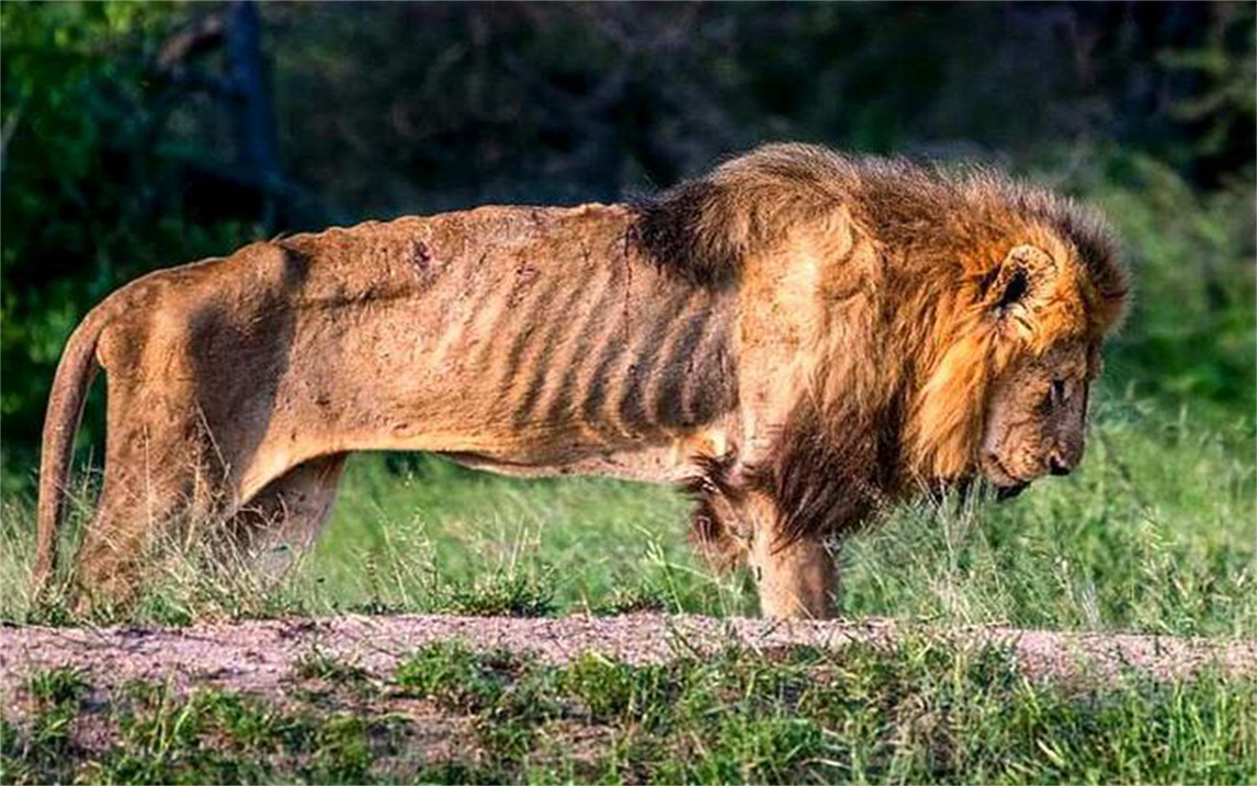 狮子饿成皮包骨,当看到女子时让人落泪,发生了啥?