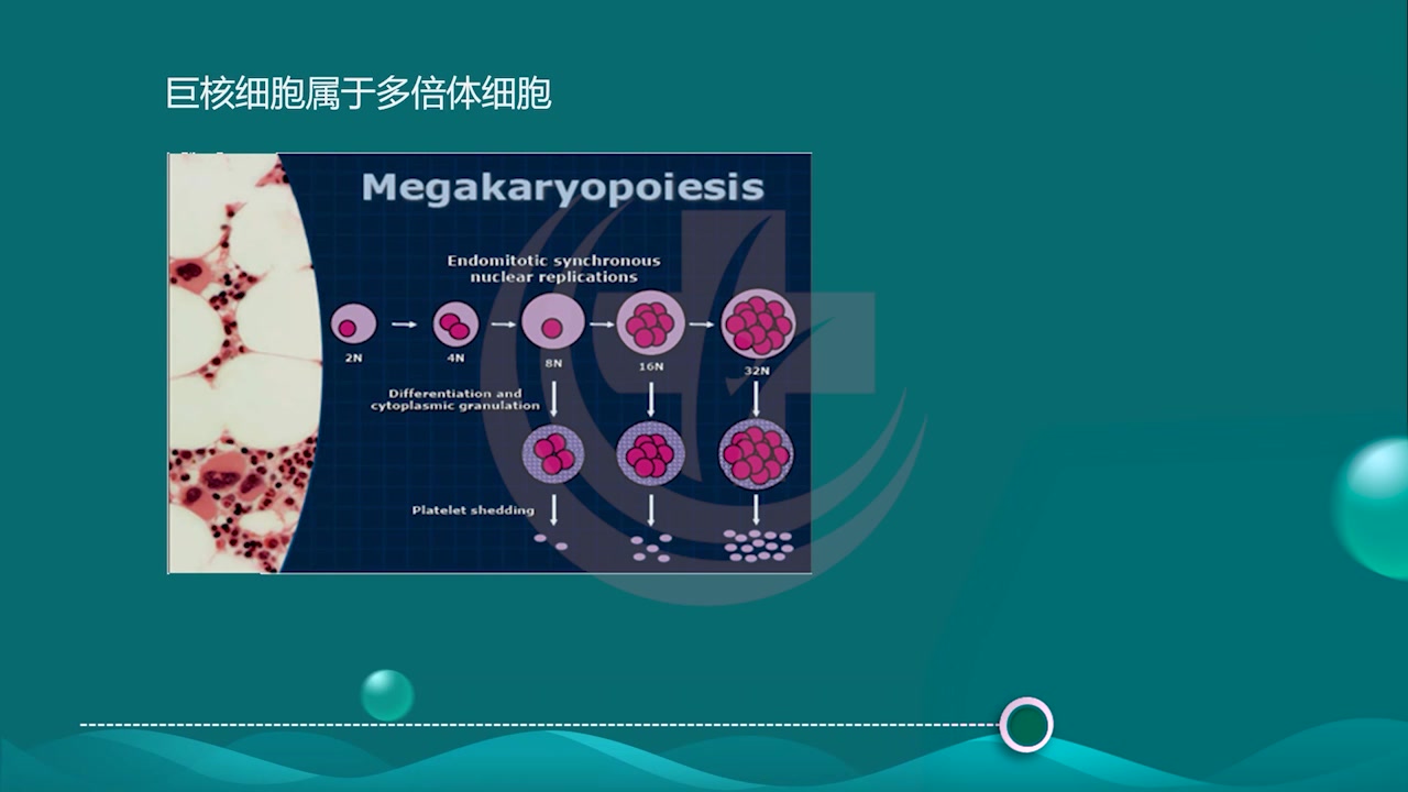 [图]2023最新版 初级检验师 临床检验技师 临床血液学检验 老师精讲完整版 检验职称