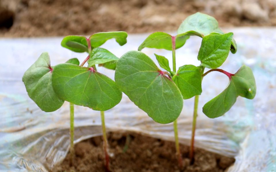 国勇一大早就来地里干活,把棉花苗压了,顺便浇了浇刚出的花生苗,没浇