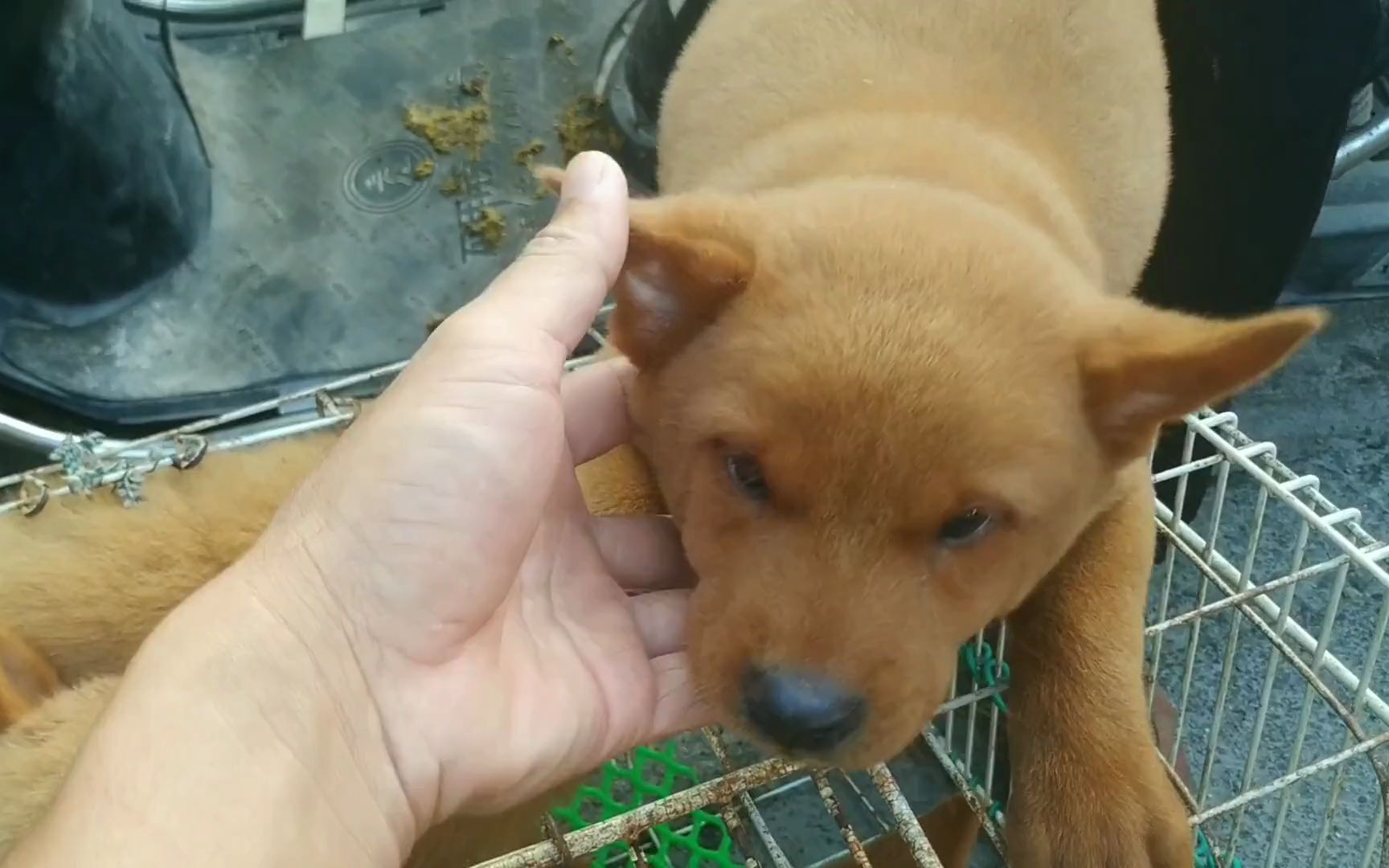 好狗不愁卖,天价3500元一只五红犬小母,还被爱狗人士拿下