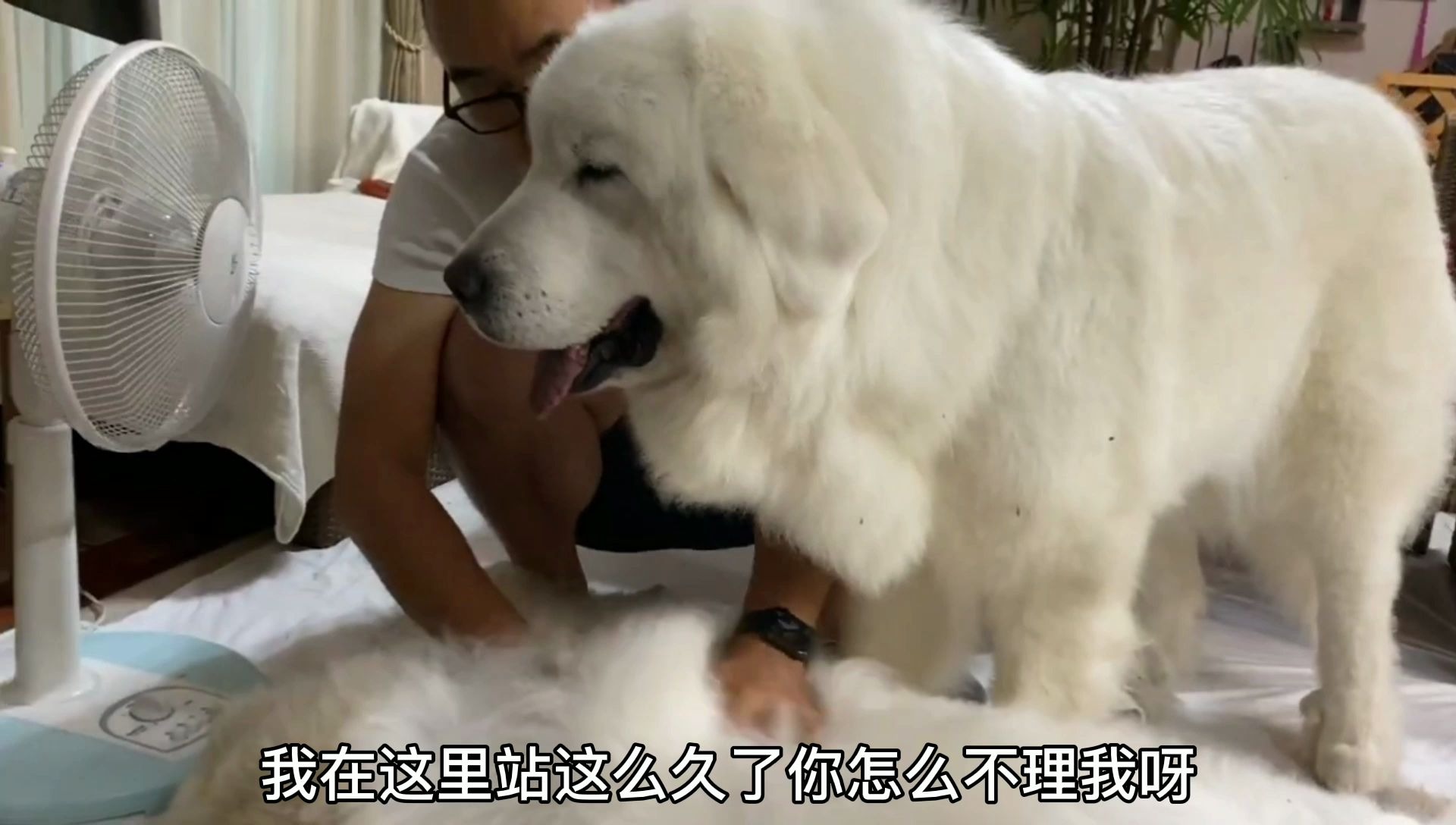 [图]大白熊犬150多斤了，还在主人面前撒娇，女主都看不下去了