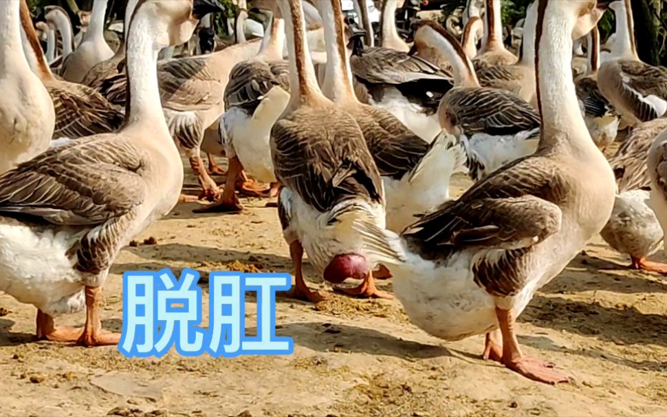 发现一只脱肛鹅狮头鹅,下集分享简单暴力治疗狮头鹅脱肛的方便