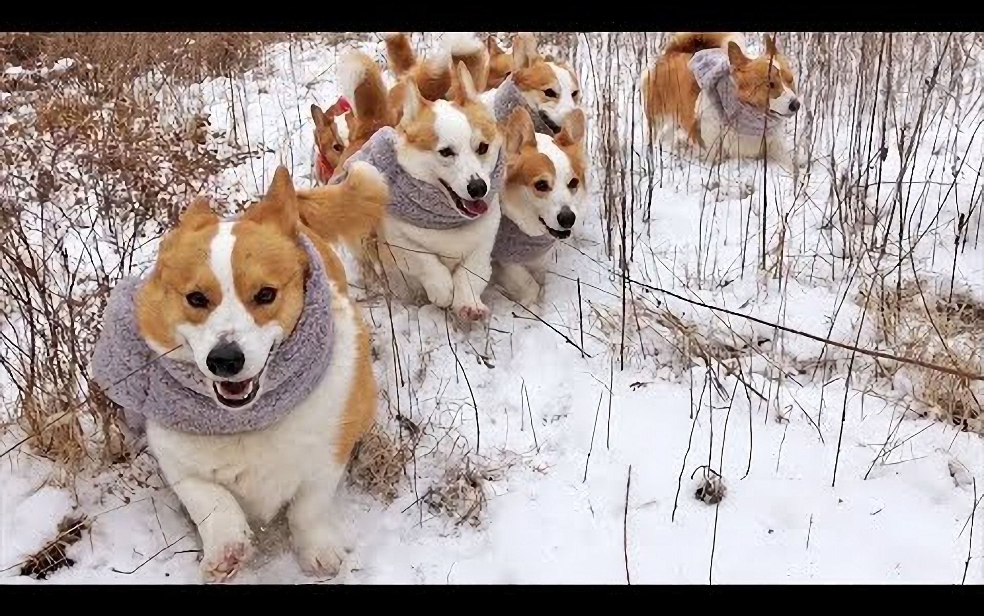 尽情在雪地奔跑的柯基狗狗【柯基 8corgi house】
