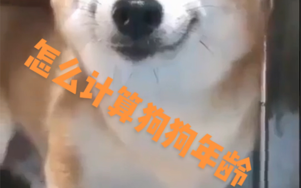 狗狗年龄怎么计算?哔哩哔哩bilibili