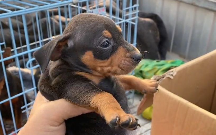 纯种的柯基小鹿犬真不错