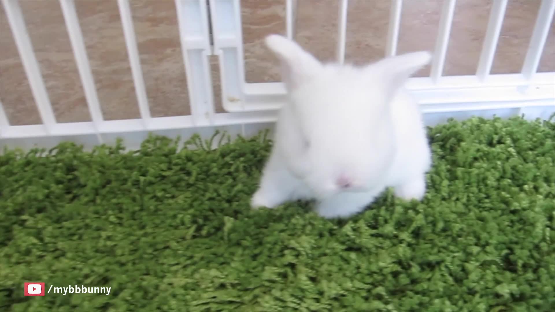 [图]兔宝越狱~ Cutest little bunny prison break!