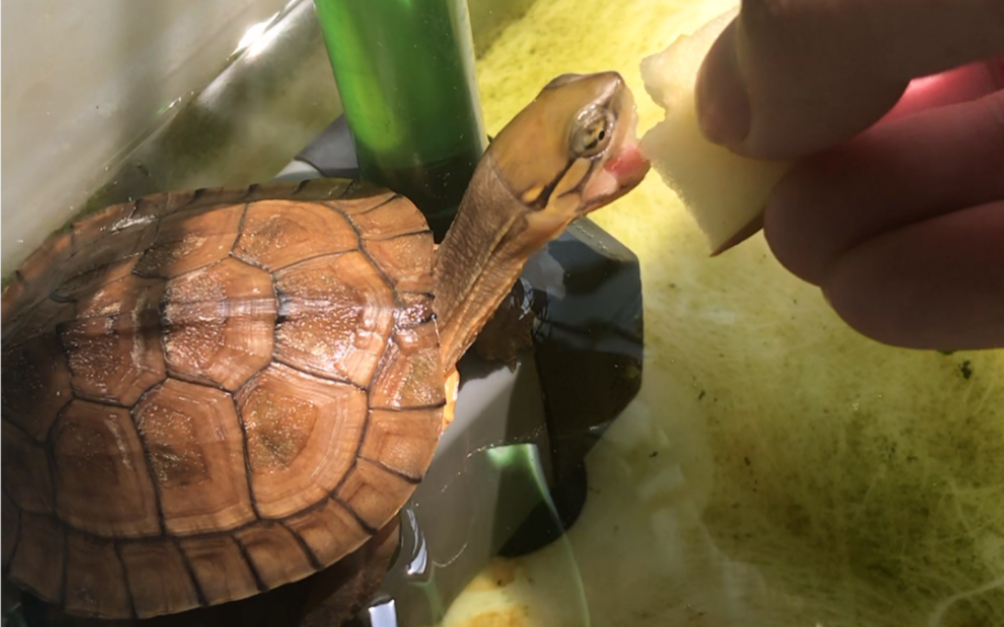 艾氏水龟日常吃点苹果_哔哩哔哩 (゜-゜)つロ 干杯~-bilibili