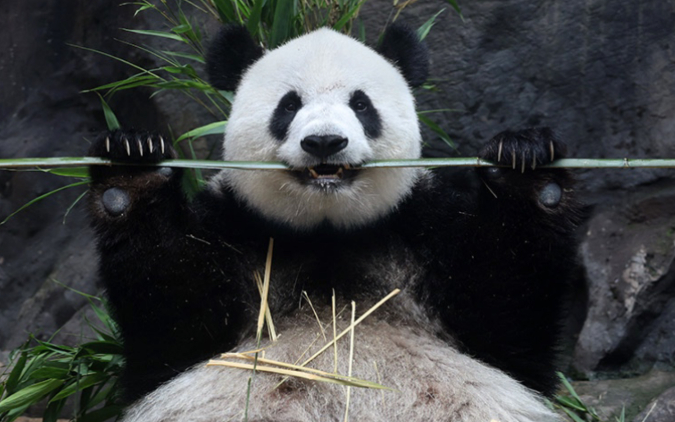 【大熊猫萌萌】萌萌今天冲澡了.2021.8.13.