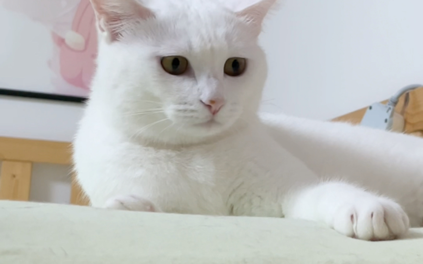 小猫咪的表情怎么可以这么丰富