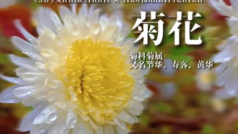 时珍曰 菊春生夏茂 秋花冬实 备受四气 饱经风霜 叶枯不落 花槁不零 味兼甘苦 性禀平和 哔哩哔哩