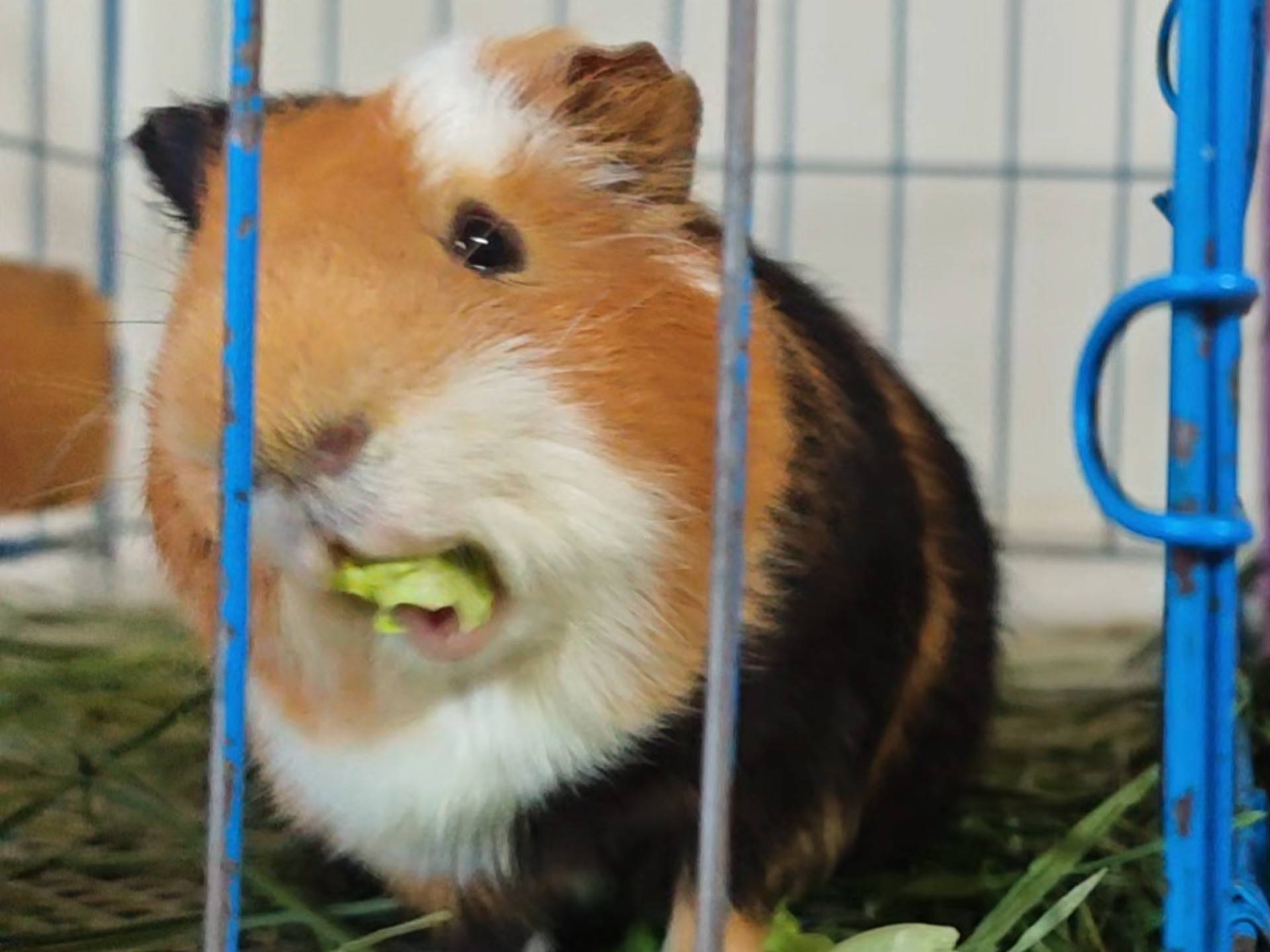 荷兰猪沉浸式吃生菜