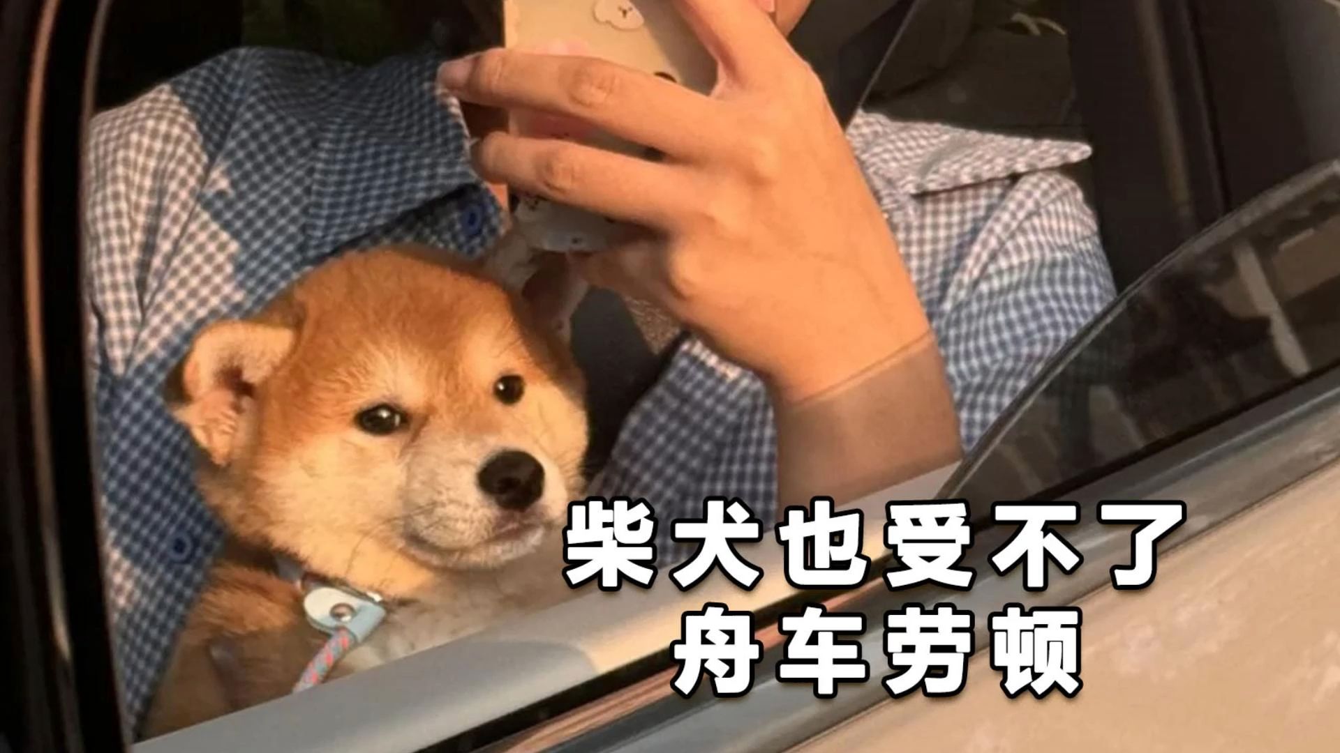 路途舟车劳顿,柴犬变得憔悴!哔哩哔哩bilibili