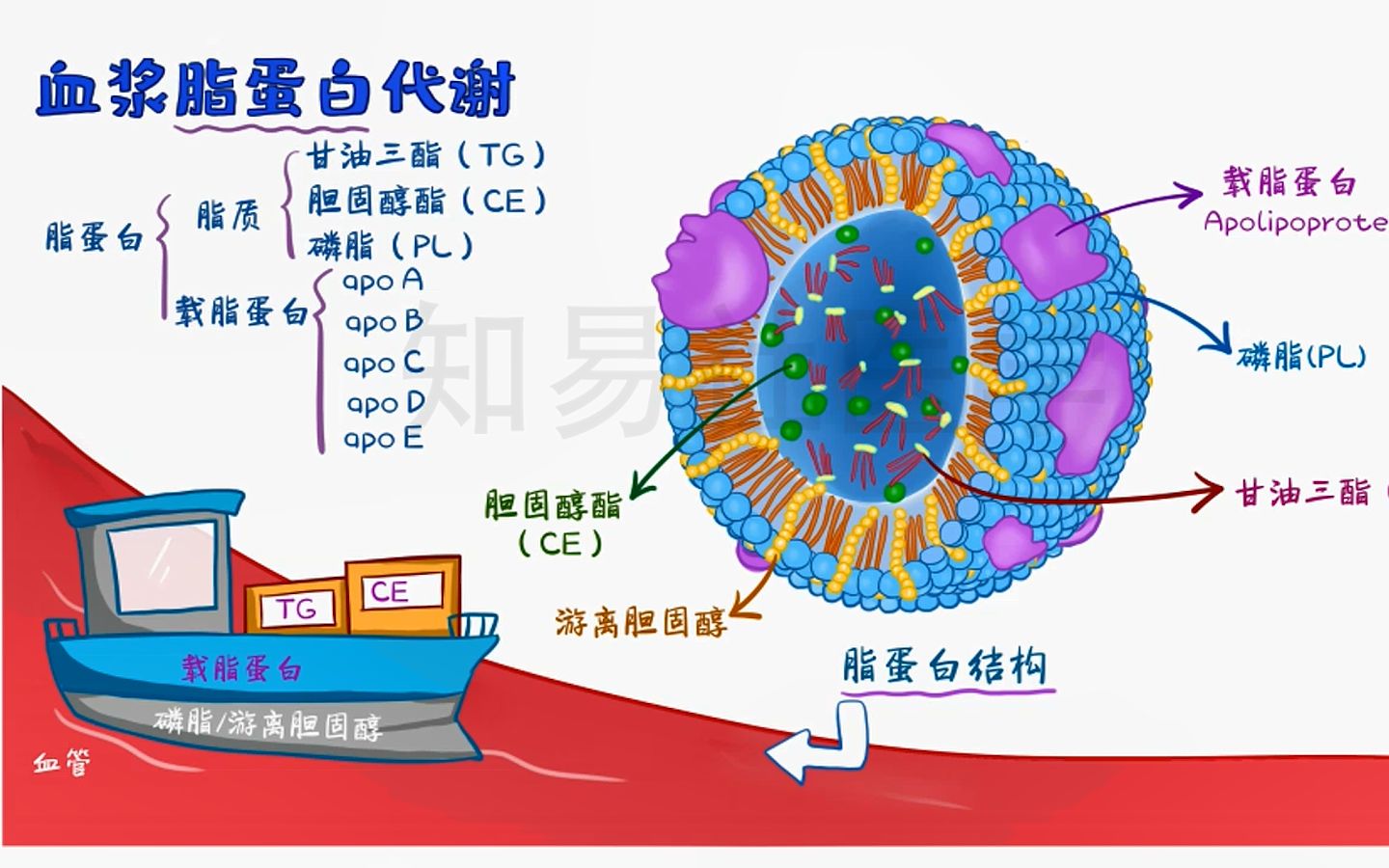 【绘画 生物化学】3分钟掌握 生化血浆脂蛋白代谢