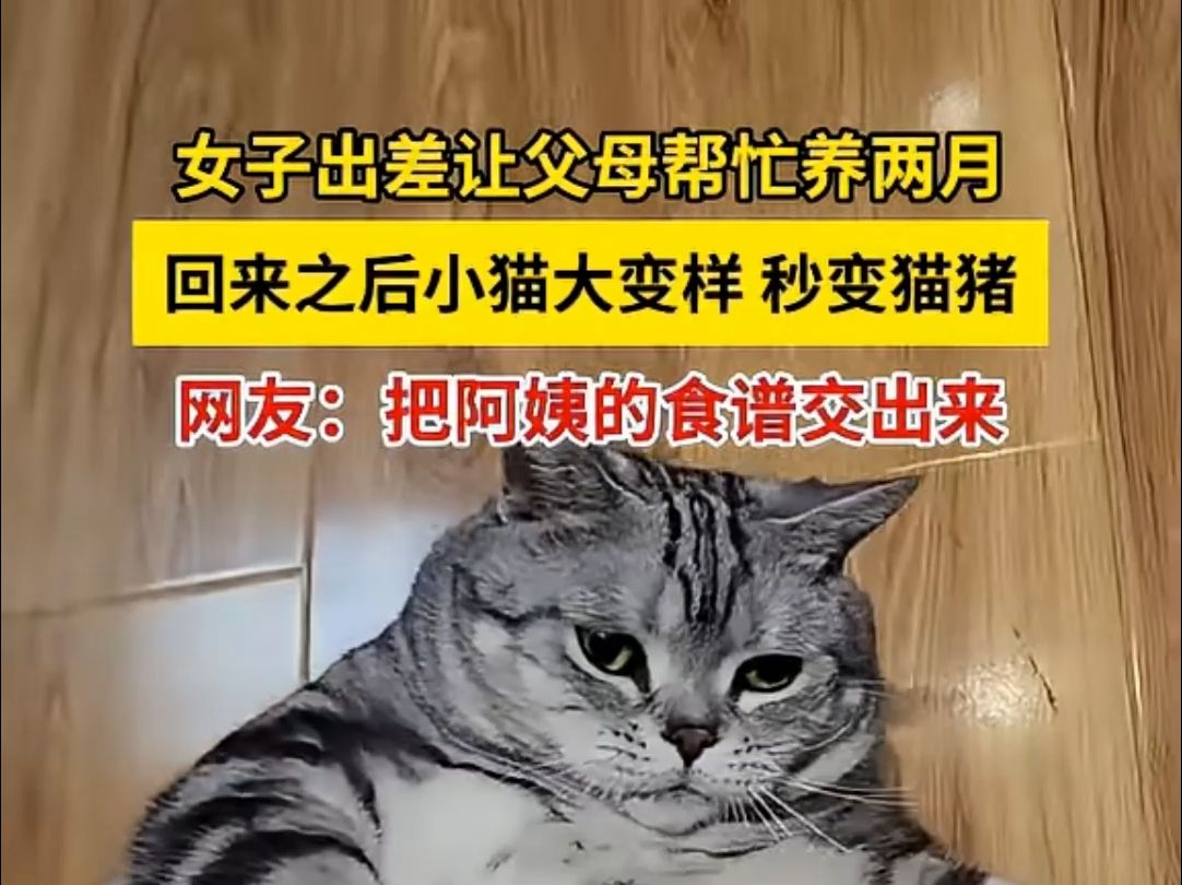 女子出差让父母帮忙养两个月,回来之后小猫大变样秒变猫猪,网友:把阿姨得食谱交出来哔哩哔哩bilibili