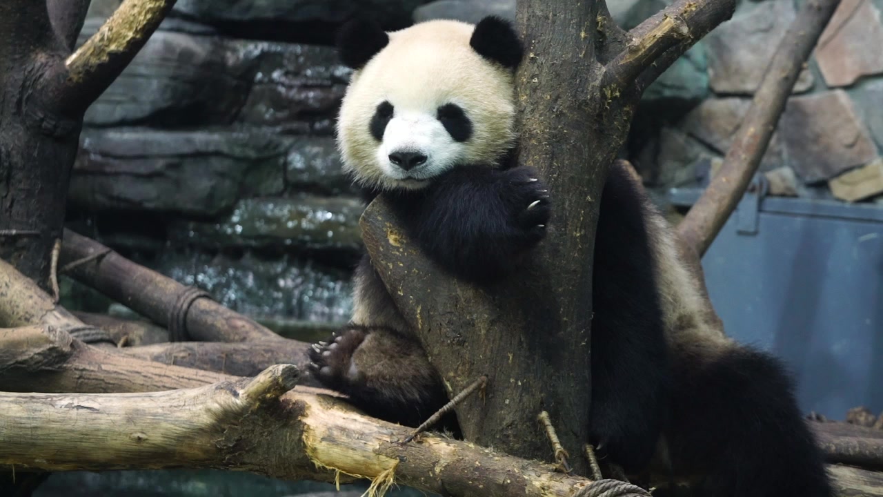 【大熊猫梅兰肉肉】20190607肉肉发呆