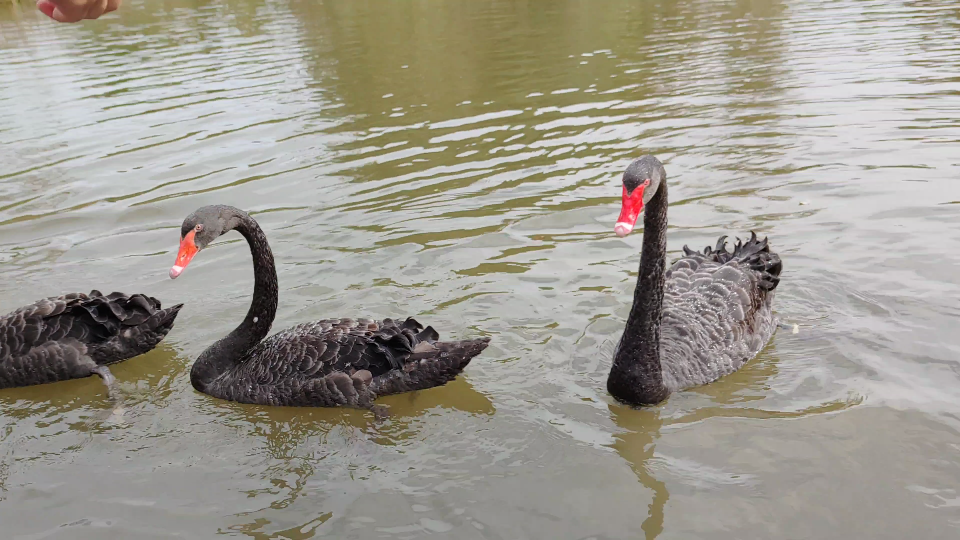 上海市,长兴岛,湿地公园,优雅的黑天鹅.锤子手机,坚果r2拍摄