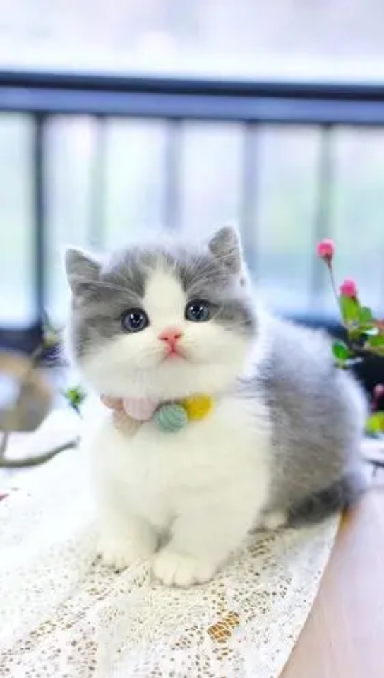 小萌猫_哔哩哔哩_bilibili