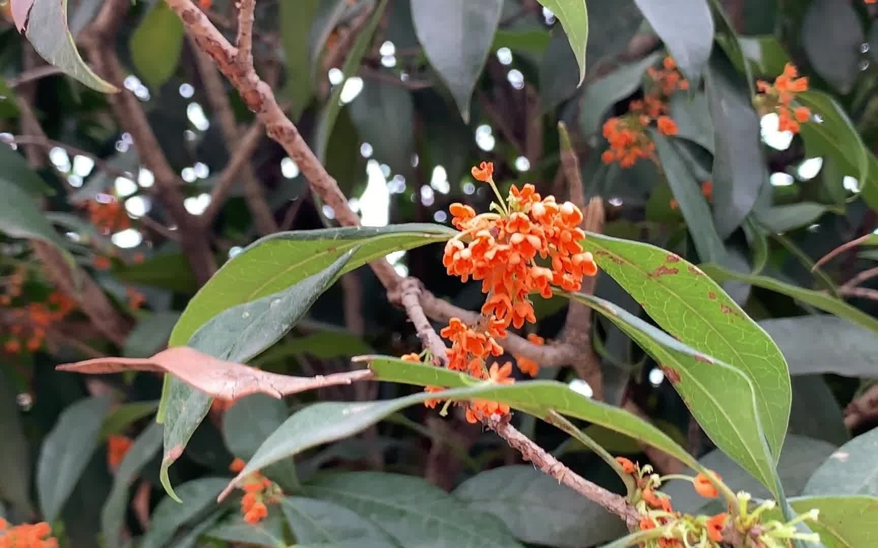 [图]桂花分金桂银桂丹桂四季桂，北方人不太清楚，先看看金桂吧