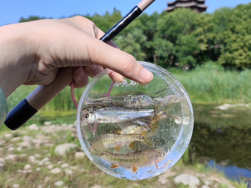 小树家小物竿小山开杆 解锁两个新鱼种 点纹银鮈和红鳍鳈哔哩哔哩bilibili