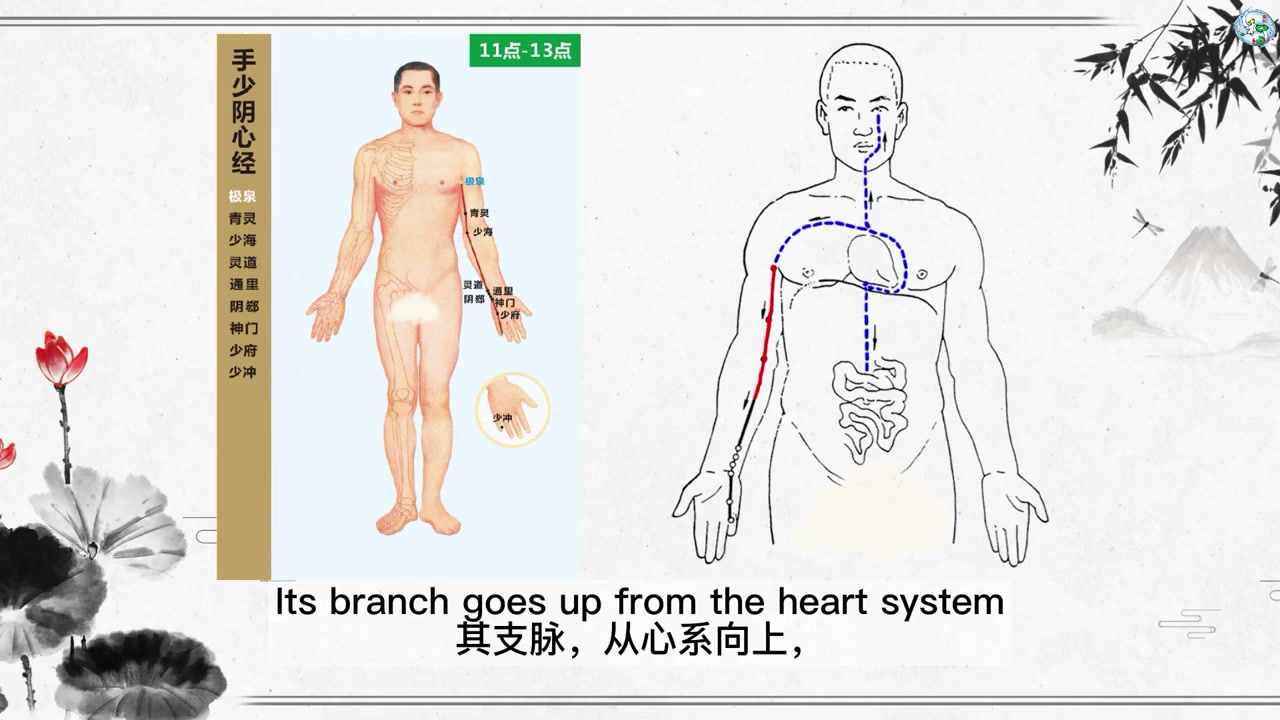 针灸英语手少阴心经循行中医英语自学材料中医英语对外趣味动画哔哩哔哩bilibili