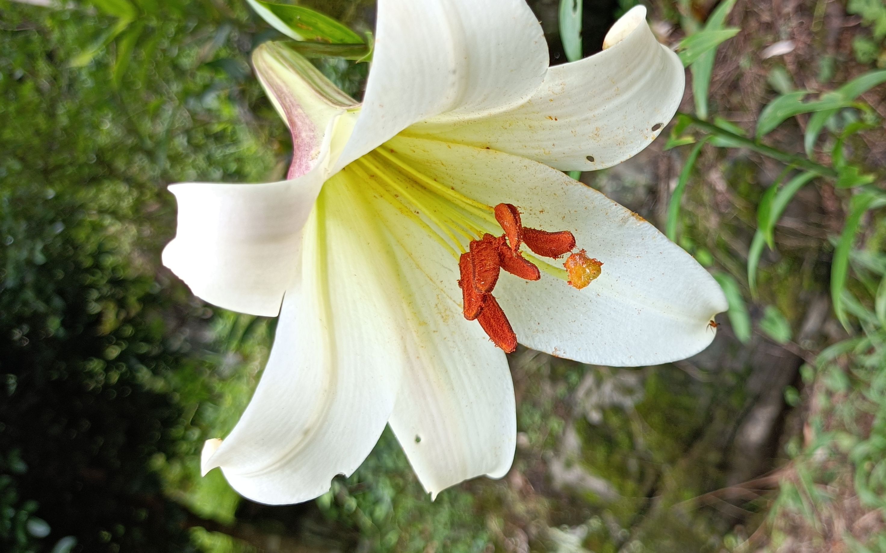 菜地里的一株野生百合