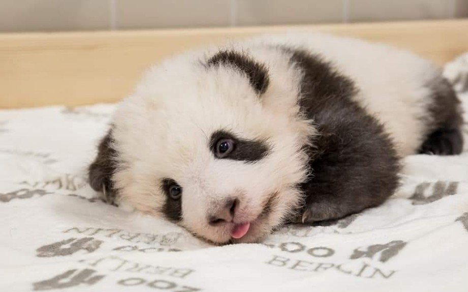 【大熊猫梦梦】tony梦为宝宝精心打造的发型