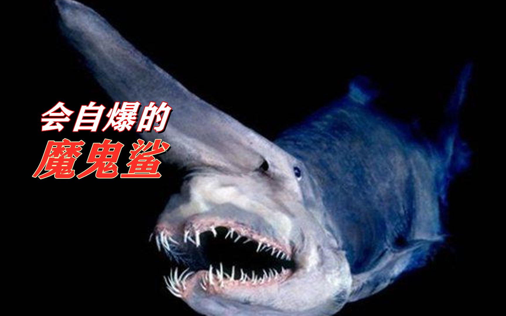 生物之谜:来自魔鬼鲨的自爆
