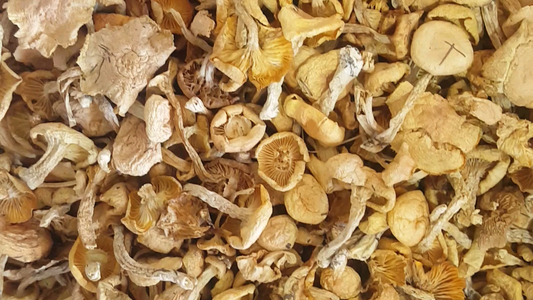 介绍承德土特产《野生白蘑》