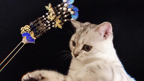 撸簪猫 景泰蓝步摇 哔哩哔哩 つロ干杯 Bilibili