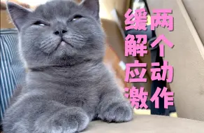 Descargar video: 猫在去医院的车上应激猝死，如何缓解应激避免悲剧