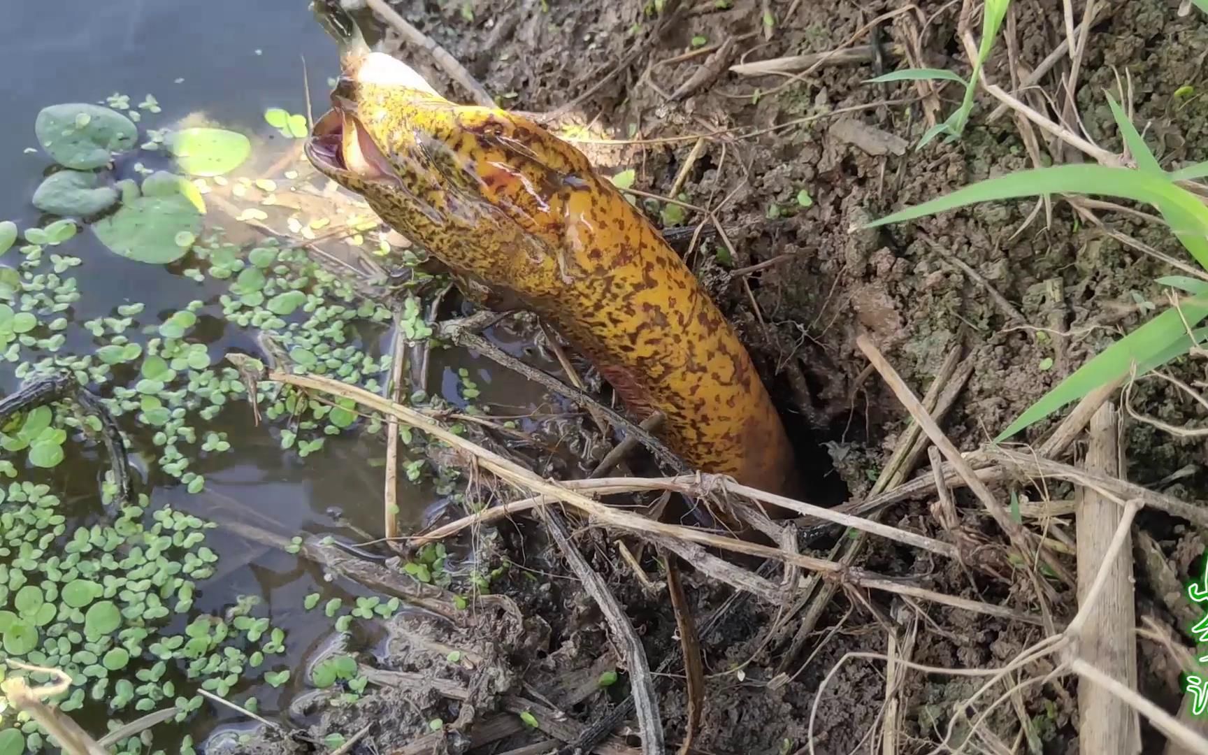 小易跟叔叔钓黄鳝集锦,全都是大货,最后一条双手都拉不动