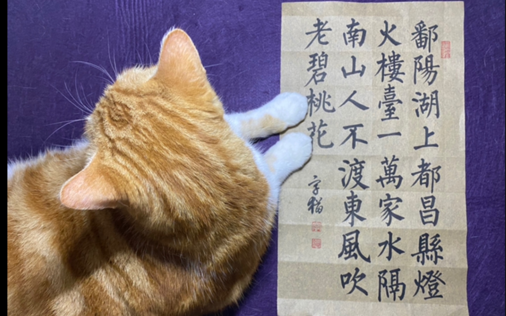 字猫毛笔楷书宋ⷨ‹轼《过都昌》哔哩哔哩bilibili