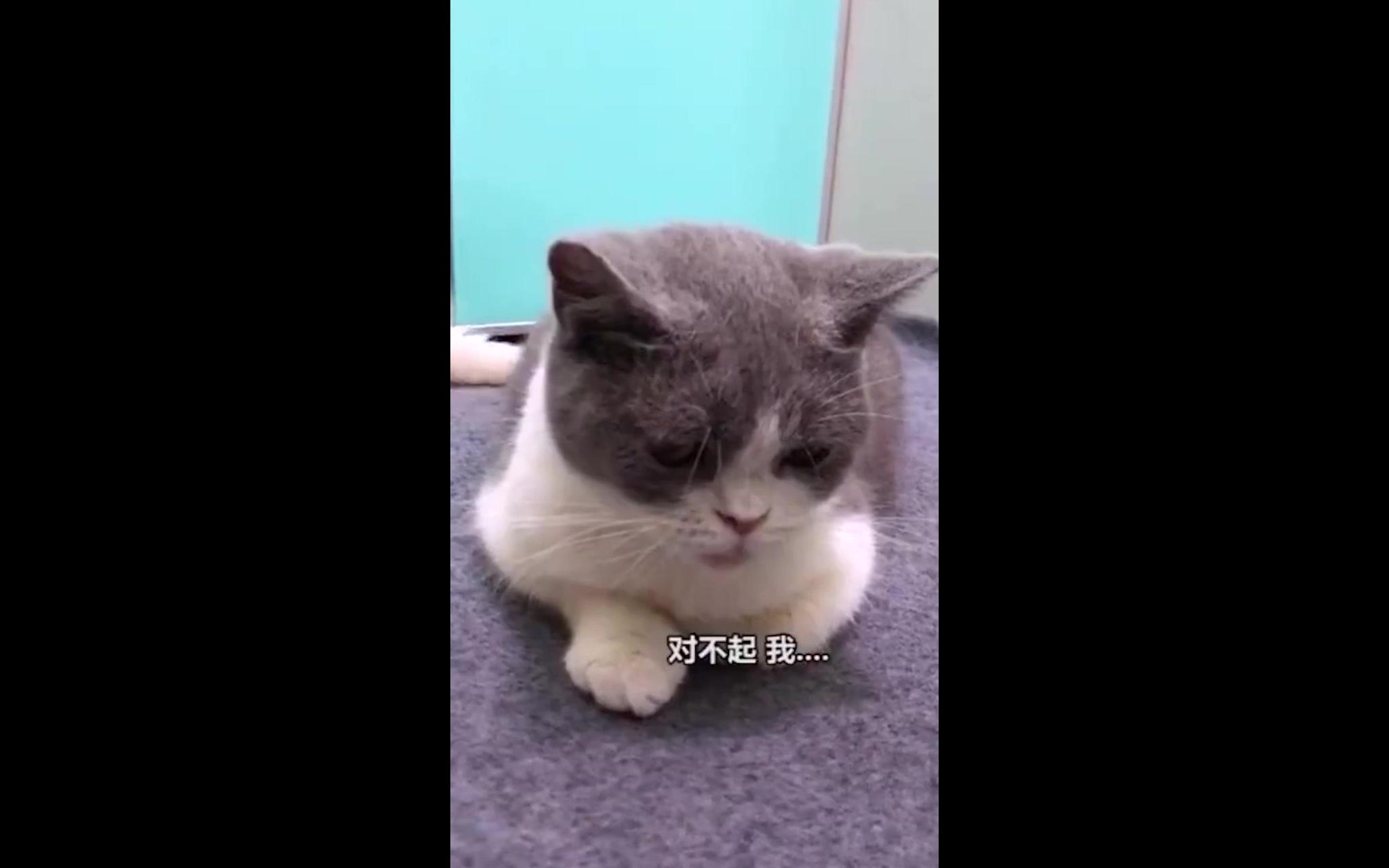 都怀疑猫生了