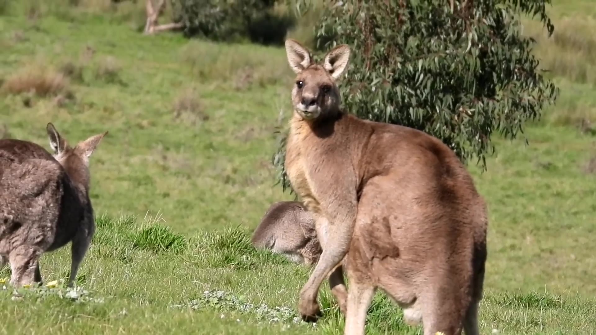 东部大灰袋鼠Macropus giganteus哔哩哔哩bilibili