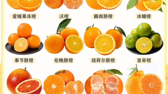 橙子是热性还是凉性图片
