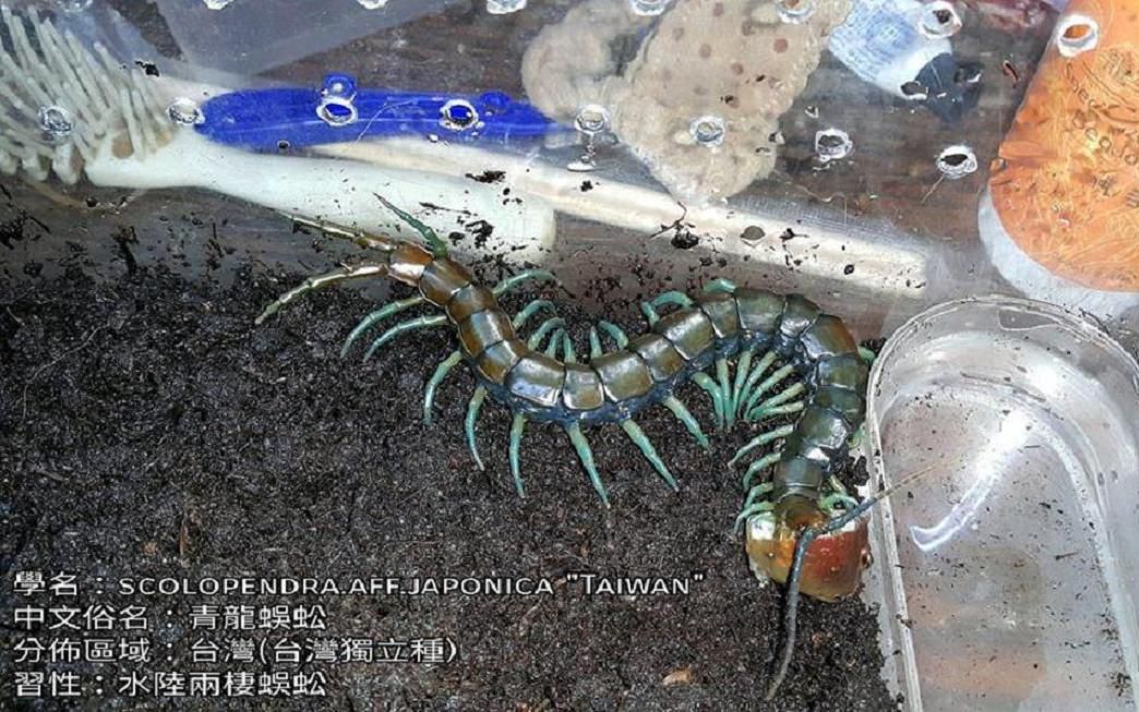 台湾蜈蚣油膏图片