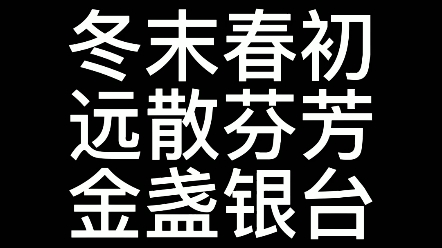 冬末春初远散芬芳 金盏银台哔哩哔哩bilibili