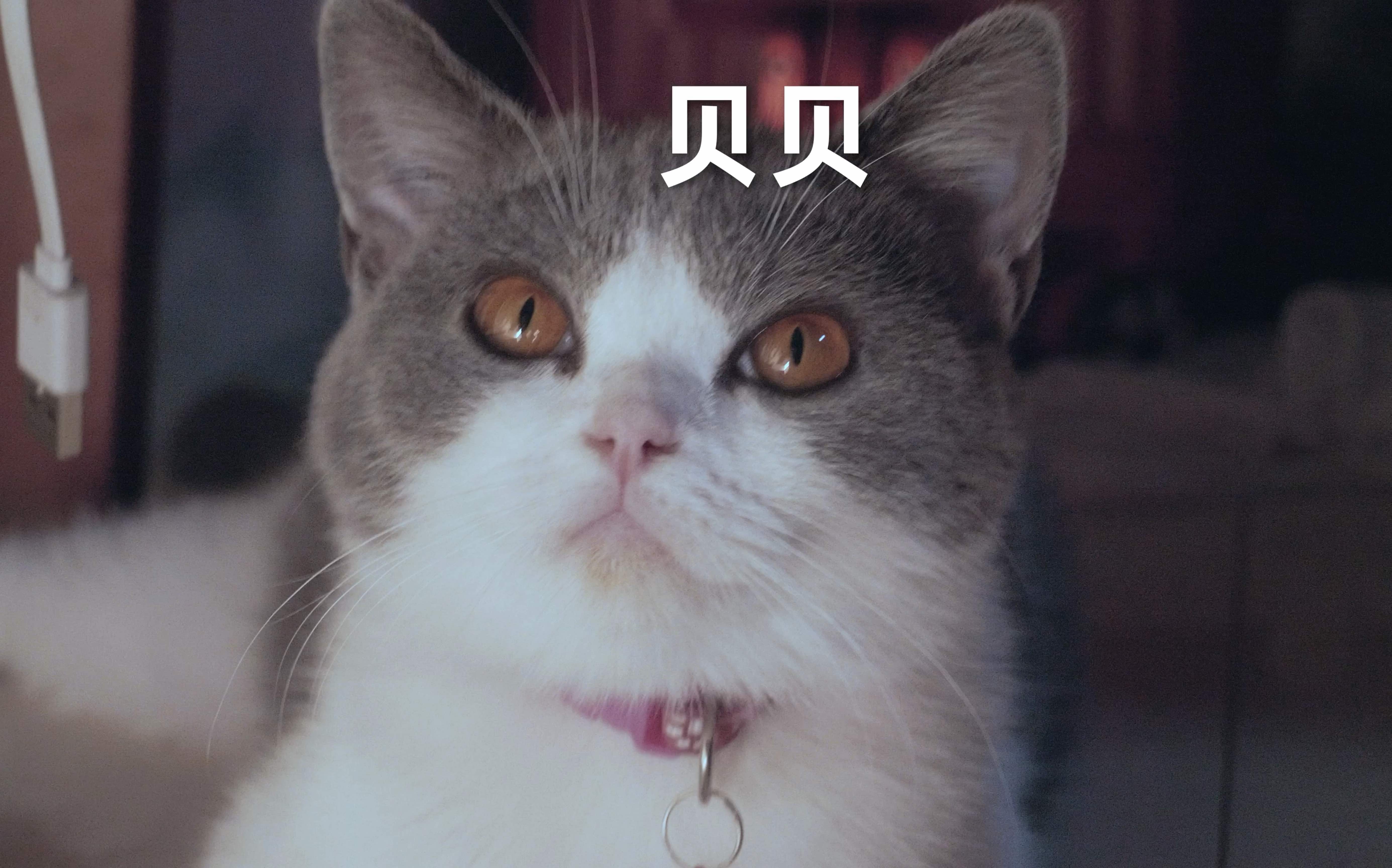 随拍自家小猫贝贝