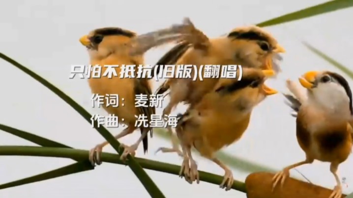 只怕不抵抗(旧版)(翻唱)