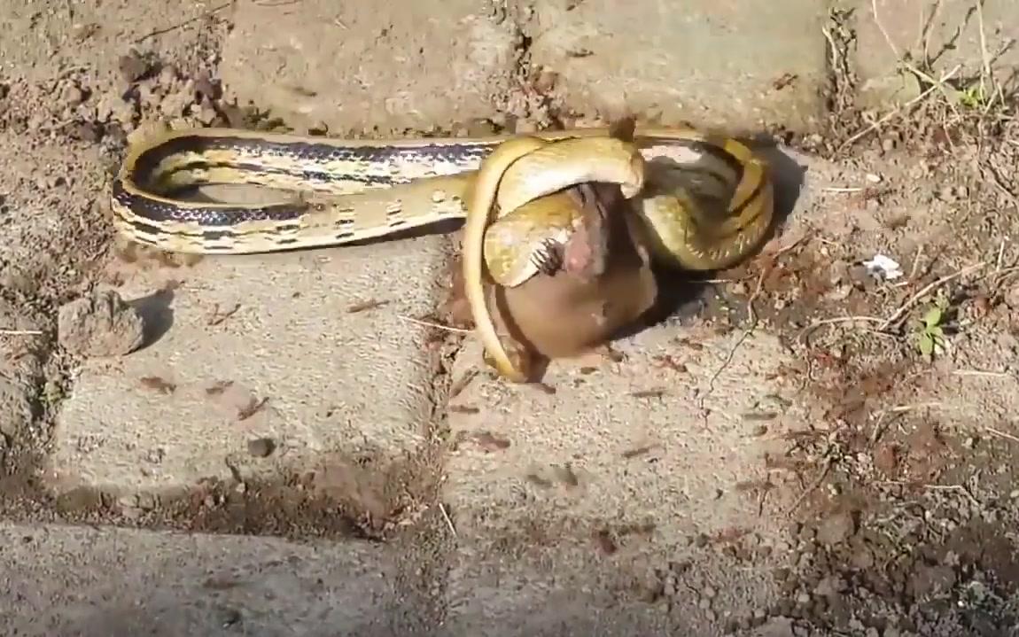 蛇遇上蚂蚁的下场居然是这样,几秒内就成白骨