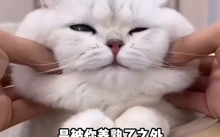 猫咪揣手手是什么意思呢?哔哩哔哩bilibili