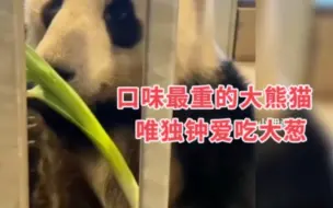 Tải video: 口味最重的大熊猫星二，唯独钟爱吃大葱，蔬菜水果都不吃！