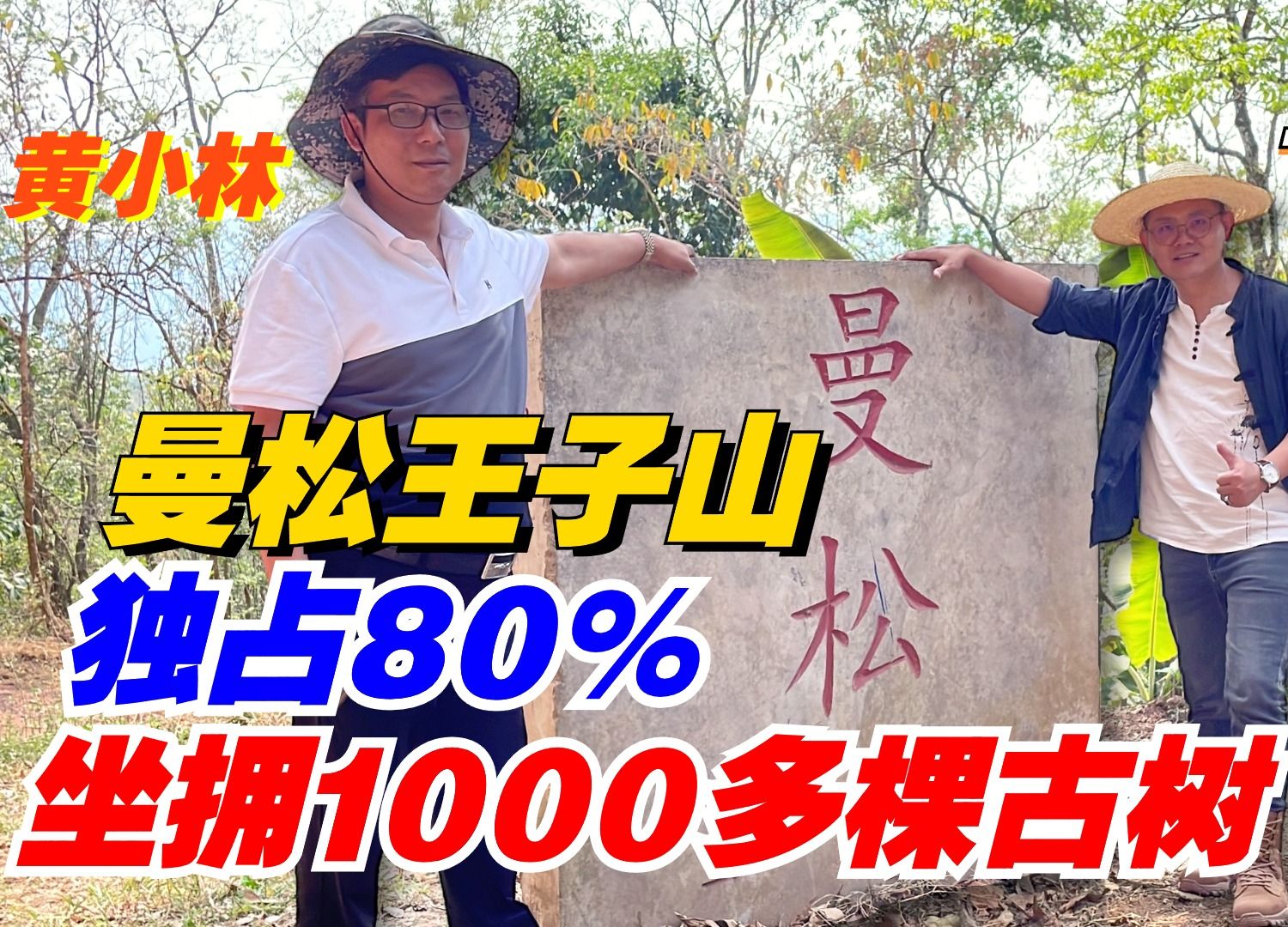 曼松王子山独占80%!坐拥1000多棵古树!老高带你再访黄小林!哔哩哔哩bilibili